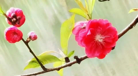 Flowers in Full Bloom Stock-Fotos
