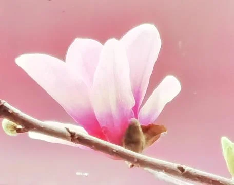 Flowers in Full Bloom Stock Photos