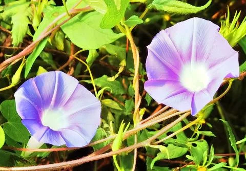 Flowers in Full Bloom 写真素材