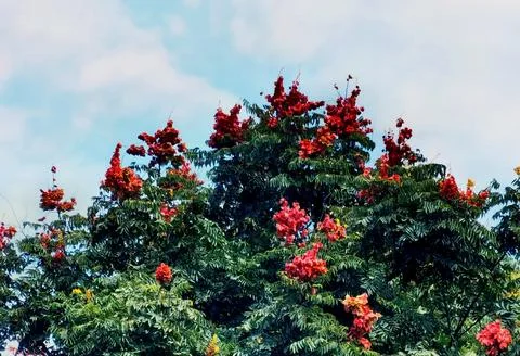 Flowers in Full Bloom Stock Photos