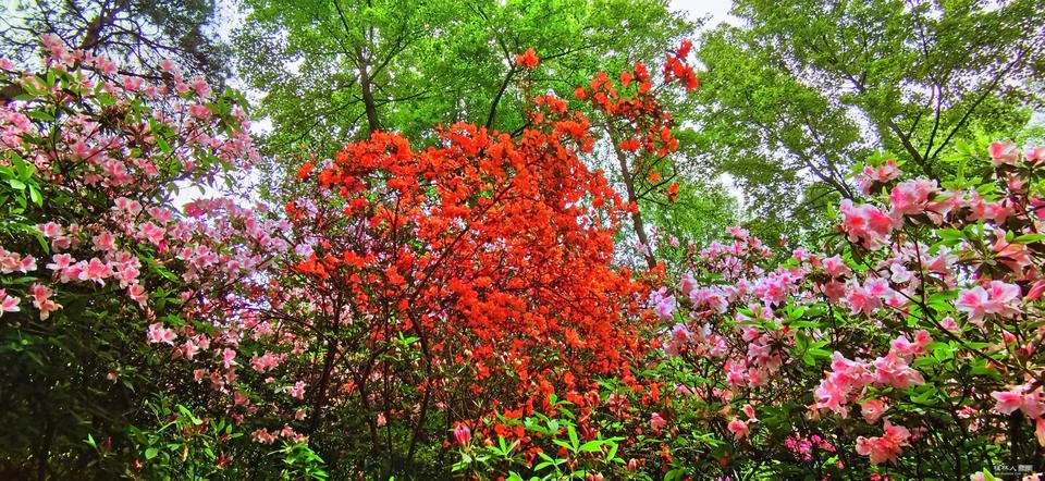 Flowers in Full Bloom Stock Photos