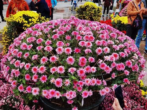 Flowers in Full Bloom Stock Photos