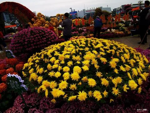 Flowers in Full Bloom Stock Photos
