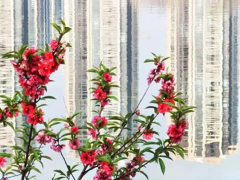 Flowers in Full Bloom Stock Photos