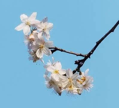 Flowers in Full Bloom Stock Photos
