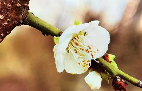 Flowers in Full Bloom Stock Photos