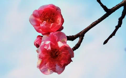 Flowers in Full Bloom Stock Photos