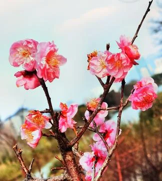 Flowers in Full Bloom Stock Photos