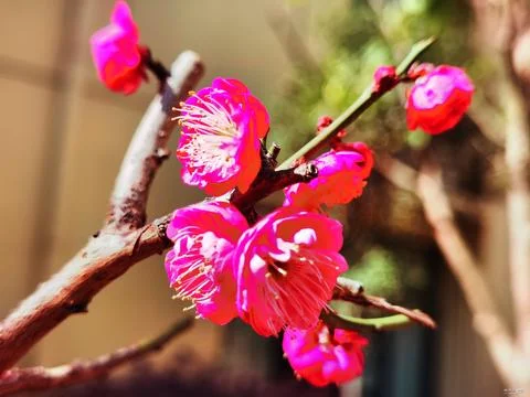 Flowers in Full Bloom Stock Photos