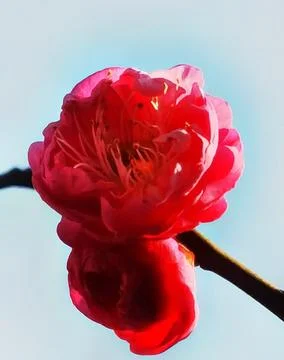 Flowers in Full Bloom Stock Photos