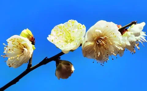 Flowers in Full Bloom Stock Photos