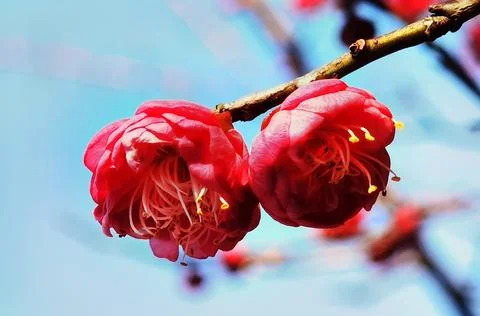 Flowers in Full Bloom Stock Photos