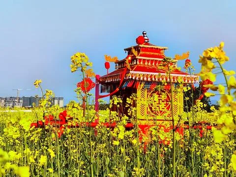 Flowers in Full Bloom Stock Photos