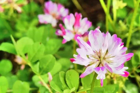 Flowers in Full Bloom Stock Photos