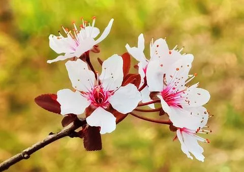 Flowers in Full Bloom Stock Photos