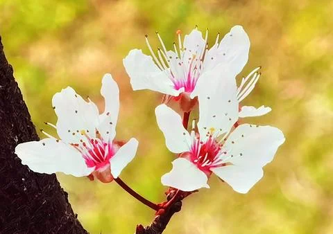 Flowers in Full Bloom Stock Photos