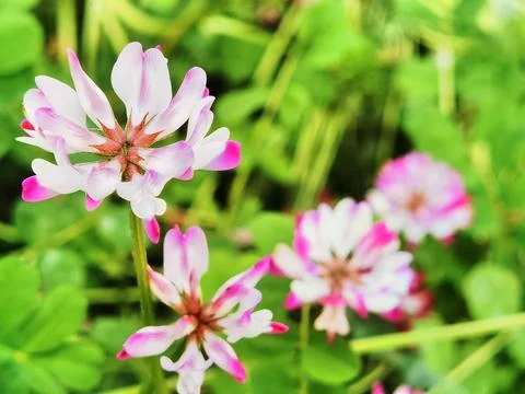 Flowers in Full Bloom Stock Photos