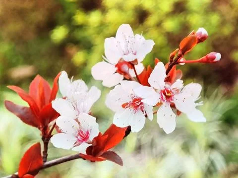 Flowers in Full Bloom Stock Photos