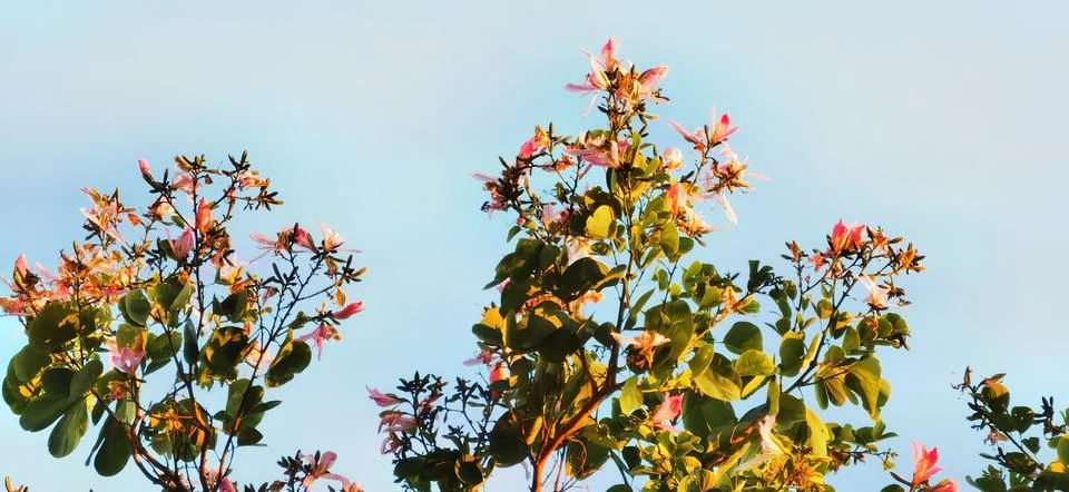 Flowers in Full Bloom Stock Photos
