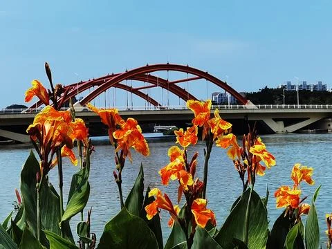 Flowers in Full Bloom Stock Photos