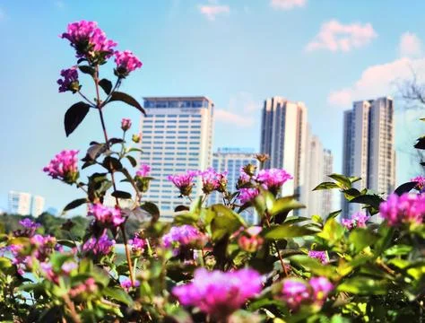 Flowers in Full Bloom Stock Photos