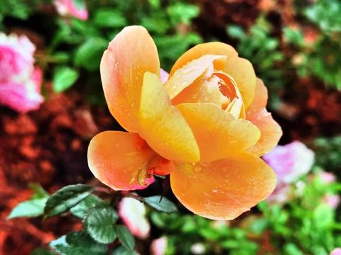 Flowers in Full Bloom Stock Photos