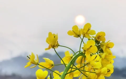 Flowers in Full Bloom Stock Photos