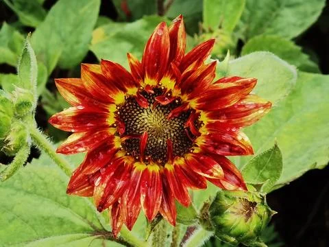 Flowers in Full Bloom Stock Photos