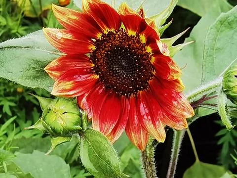 Flowers in Full Bloom Stock Photos