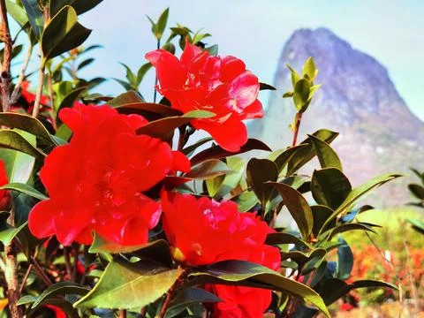 Flowers in Full Bloom Stock Photos