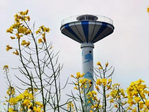 Flowers in Full Bloom Stock-Fotos