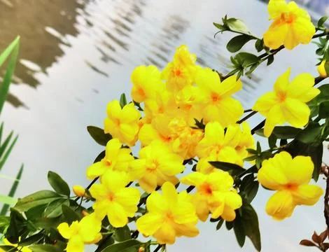 Flowers in Full Bloom Stock Photos