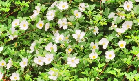 Flowers in Full Bloom Stock Photos