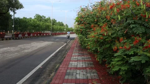 Flowers-on-full-bloom-sidewalk Stock Footage 141169992