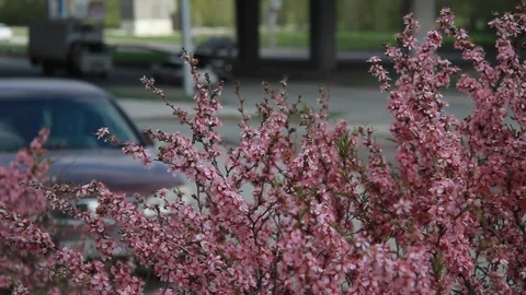 Flowers FullHD Stock Footage 129865420