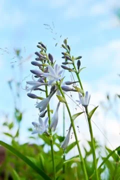 Flowers - funcia Stock Photos