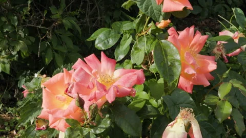 Flowers in the garden 1 Stock Footage 244864017
