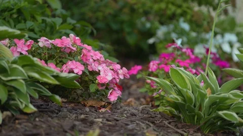 Flowers in a garden bed Stock Footage 95795992
