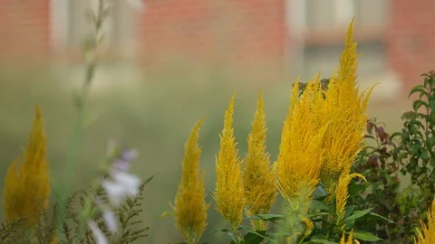 Flowers in a garden bed Stock Footage 95796000
