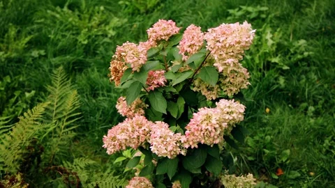 The flowers in the garden bloomed in full bloom. Close-up shooting Stock Footage 330140382