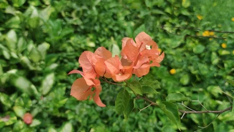 Flowers in the garden blowing in the wind Stock Footage 195281640
