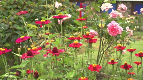 Flowers in the garden camera moves Stock Footage 34487732