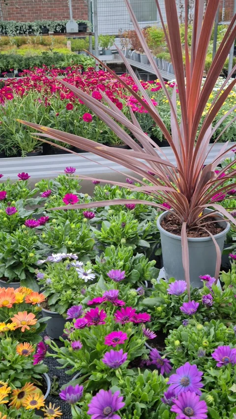 Flowers at the garden centre Stock Footage 244859247