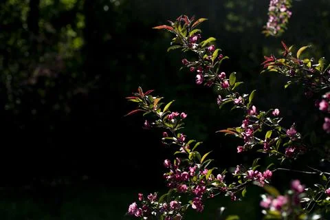 Flowers in garden. Cherry tree. Spring flowering. Stock Photos