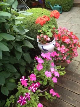 Flowers in the garden corner Stock Photos