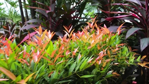 Flowers in the garden during the day Stock Footage 247428852