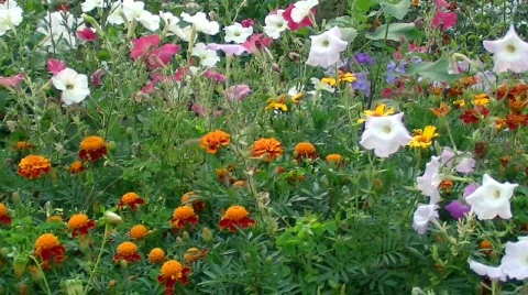 Flowers of garden Stock Footage 501821