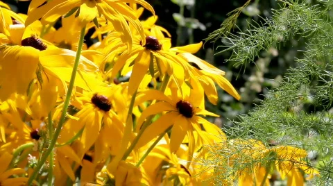 Flowers in the Garden Stock Footage 842729