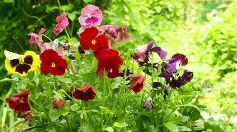 Flowers in the garden Stock Footage 11229857