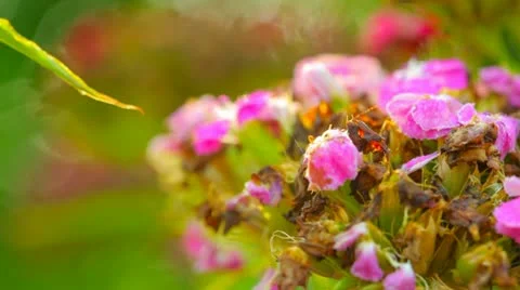 Flowers in the garden Stock Footage 11357810